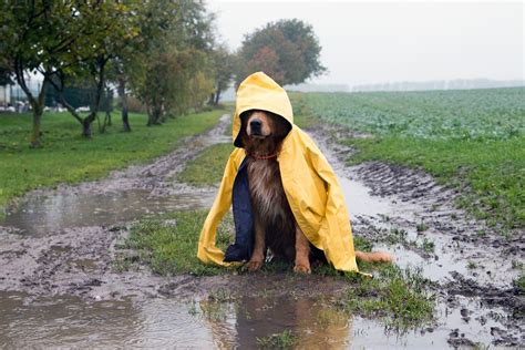 hunde spiele bei regen